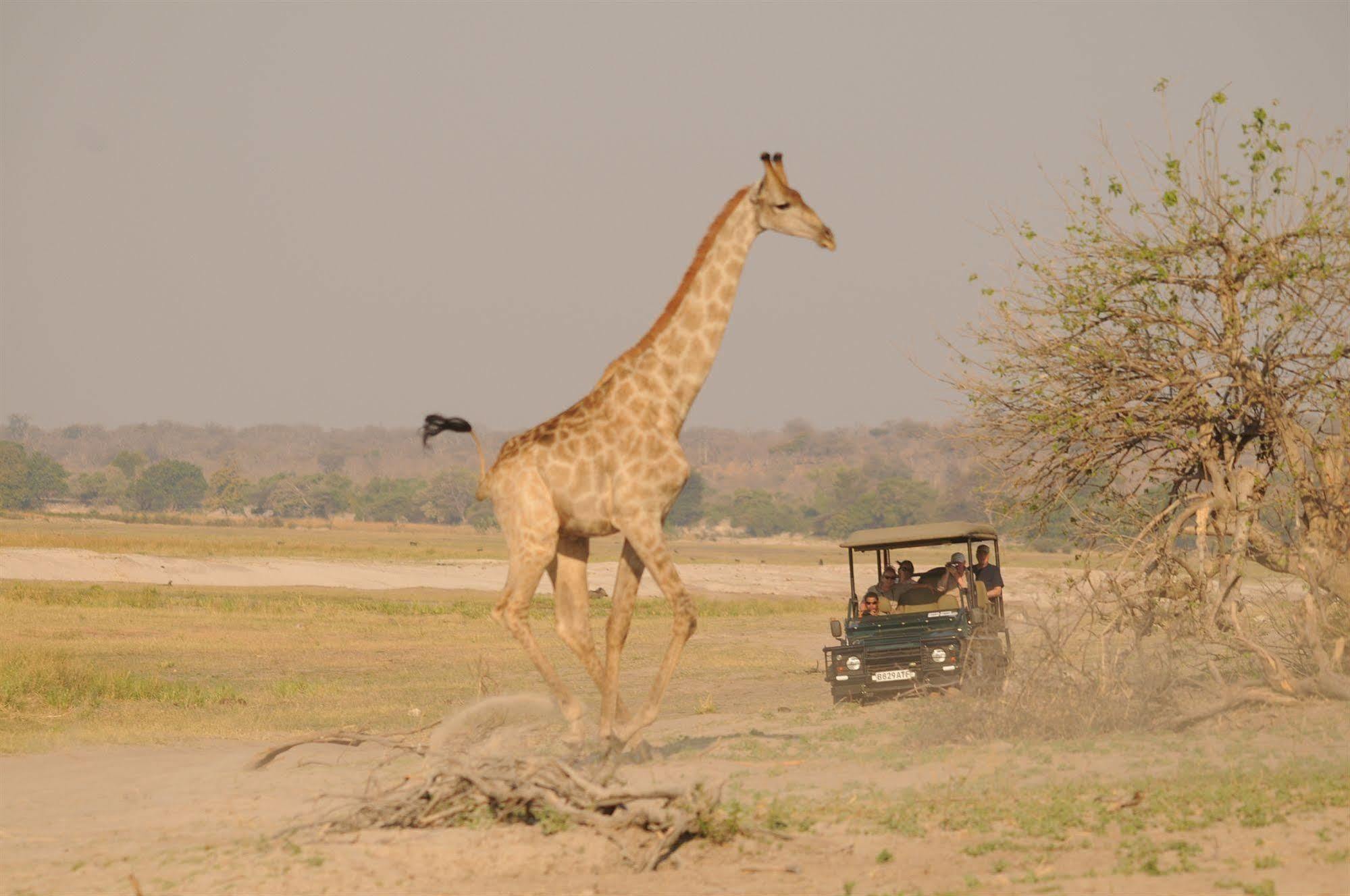 Ngoma Safari LodgeKavimba エクステリア 写真