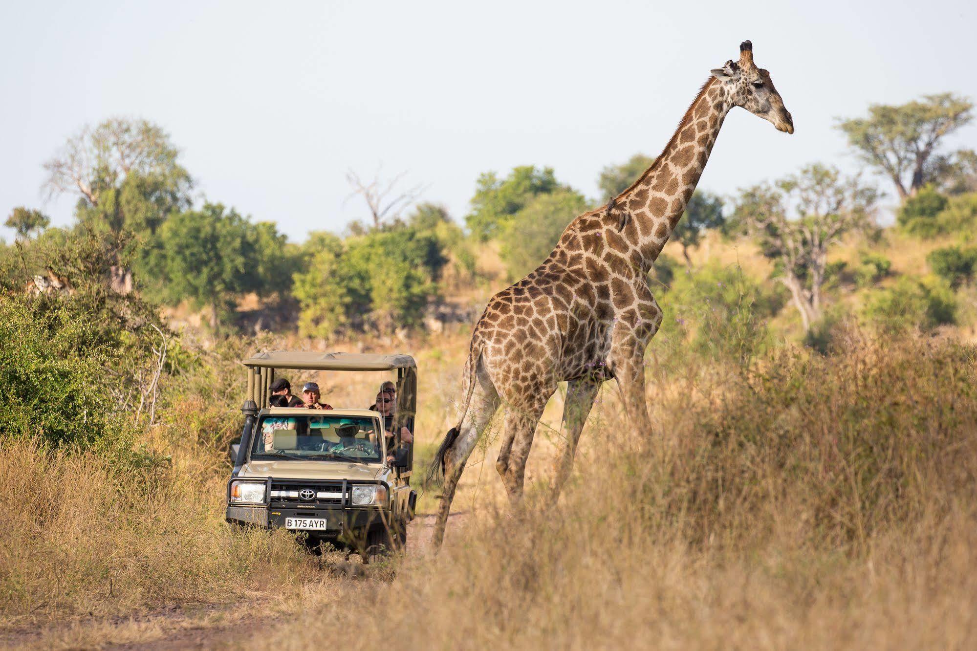 Ngoma Safari LodgeKavimba エクステリア 写真